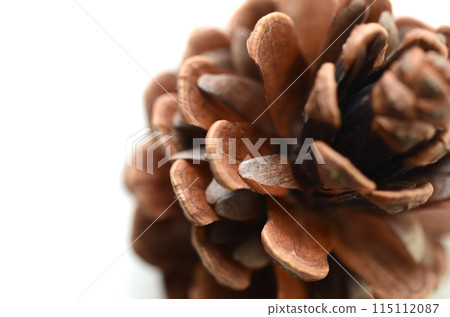 A close-up of a pine cone showing the location of the seeds 115112087
