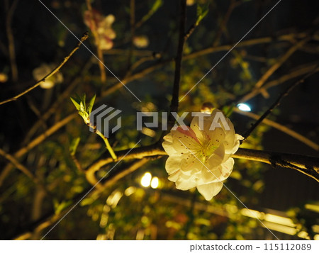 A single flower blooming at night 115112089