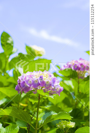 Hydrangea on a sunny day Hydrangea on a sunny day 115112254