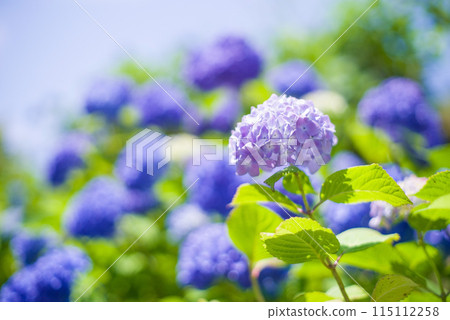 八仙花屬在一個晴天 115112258