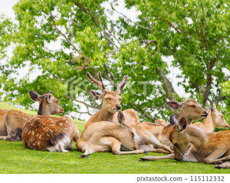 [Nara Prefecture] Deer in Nara Park 115112332