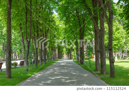 [Ukraine] Sunlight filtering through the trees on a tree-lined street in a park in Kharkiv 115112524