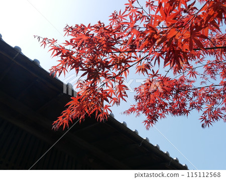 Red maple leaf 02 Red maple leaf 02 115112568