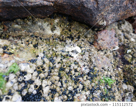 藤壺02 藤壺02 115112572