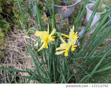 Yellow flowers of split corona daffodil blooming in a spring garden Yellow flowers of split corona daffodil blooming in a spring garden 115112742
