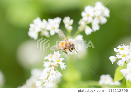 蜜蜂從蕎麥花吸取花蜜 蜜蜂從蕎麥花吸取花蜜 115112796