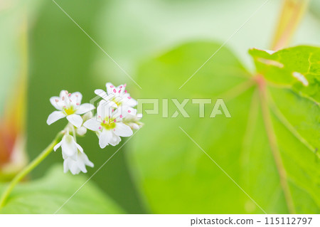 Pretty buckwheat flowers 115112797