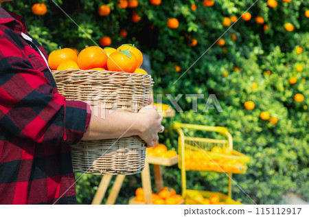 Gardener oranges fresh in mandarin orange plantation Gardener oranges fresh in mandarin orange plantation 115112917