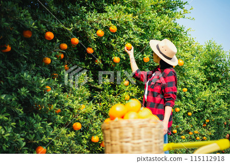 Gardener oranges fresh in mandarin orange plantation Gardener oranges fresh in mandarin orange plantation 115112918