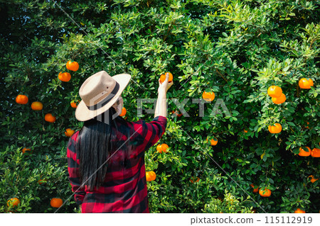 Gardener oranges fresh in mandarin orange plantation Gardener oranges fresh in mandarin orange plantation 115112919
