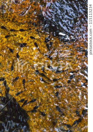 Spring scenery of a valley with potholes, Akanamigawa Valley, Tottori Prefecture Spring scenery of a valley with potholes, Akanamigawa Valley, Tottori Prefecture 115113234