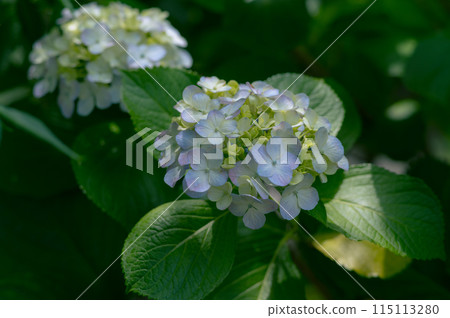 June flower hydrangea 115113280