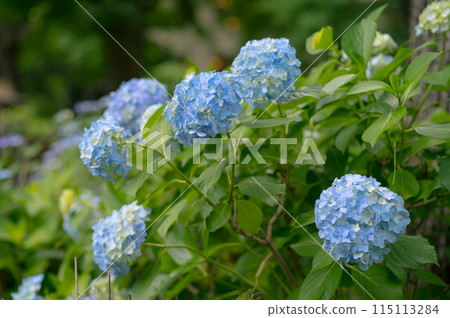 June flower hydrangea 115113284