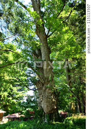 A power spot in Yakataharacho, Numata City, Gunma Prefecture: Shinoo Shrine, a sacred large zelkova tree 115113507