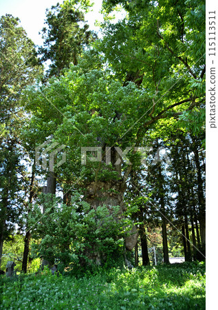 A power spot in Yakataharacho, Numata City, Gunma Prefecture: Shinoo Shrine, a sacred large zelkova tree A power spot in Yakataharacho, Numata City, Gunma Prefecture: Shinoo Shrine, a sacred large zelkova tree 115113511