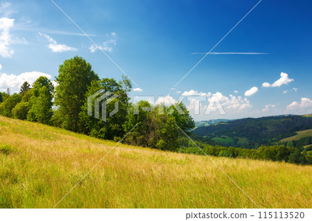 countryside scenery with trees behind the lush grassy meadow in evening light. carpathian rolling landscape of ukraine beneath a blue sky with fluffy clouds in summer 115113520