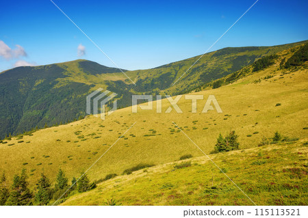 carpathian mountain landscape in summer. grassy rolling hills in morning light. chornohora ridge is popular travel destination of ukraine carpathian mountain landscape in summer. grassy rolling hills in morning light. chornohora ridge is popular travel destination of ukraine 115113521