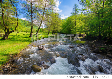 scenery with river winding through forested countryside in morning light. trees on the grassy shore and stones in rapid water stream. landscape of ukrainian carpathian mountains in summer 115113522