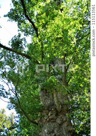 A power spot in Yakataharacho, Numata City, Gunma Prefecture: Shinoo Shrine, a sacred large zelkova tree A power spot in Yakataharacho, Numata City, Gunma Prefecture: Shinoo Shrine, a sacred large zelkova tree 115113561