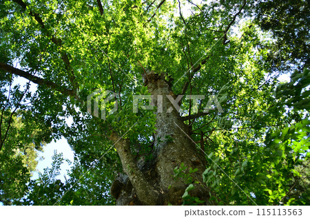 群馬縣沼田市矢形原町的能量景點筱尾神社，大櫸樹的神樹 115113563