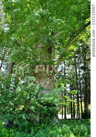 A power spot in Yakataharacho, Numata City, Gunma Prefecture: Shinoo Shrine, a sacred large zelkova tree A power spot in Yakataharacho, Numata City, Gunma Prefecture: Shinoo Shrine, a sacred large zelkova tree 115113567