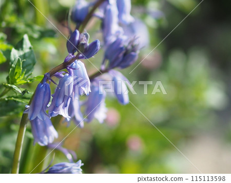 scilla 花與複製空間 115113598