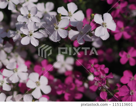 Red and white Spanish flamenco flowers Red and white Spanish flamenco flowers 115113601