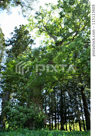 群馬縣沼田市矢形原町的能量景點筱尾神社,大櫸樹的神樹 群馬縣沼田市矢形原町的能量景點筱尾神社,大櫸樹的神樹 115113608