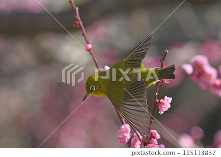 A white-eye jumps out into the red plum blossoms in full bloom (spring image) A white-eye jumps out into the red plum blossoms in full bloom (spring image) 115113837