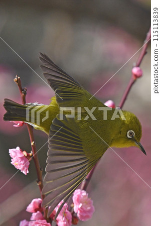 A white-eye jumps out into the red plum blossoms in full bloom (spring image) A white-eye jumps out into the red plum blossoms in full bloom (spring image) 115113839