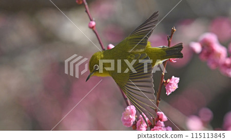 A white-eye jumps out into the red plum blossoms in full bloom (spring image) 115113845