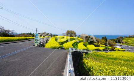 Rape blossoms at Nagasakibana in Oita 115113904