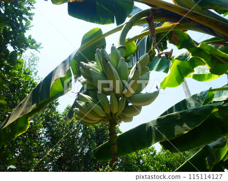 Banana bunches hanging from banana trees	 115114127