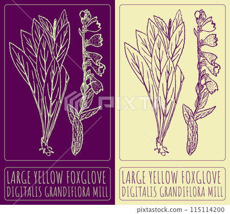Vector drawing LARGE YELLOW FOXGLOVE. Hand drawn illustration. The Latin name is DIGITALIS GRANDIFLORA MILL 115114200