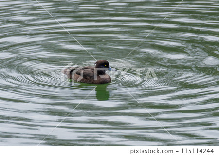 Tufted duck swimming near the water 115114244