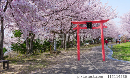 淡島神社櫻花盛開 115114286
