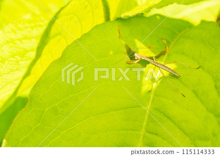 Mantis larvae waiting for prey on the leaves Mantis larvae waiting for prey on the leaves 115114333