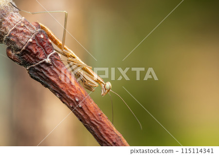 螳螂幼蟲在樹枝上耐心等待獵物 螳螂幼蟲在樹枝上耐心等待獵物 115114341