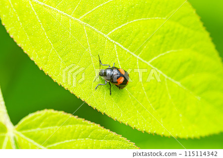 模仿瓢蟲的黑色甲蟲 115114342