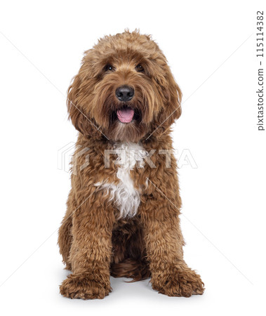 Labradoodle dog on white background 115114382