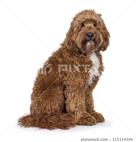 Labradoodle dog on white background Labradoodle dog on white background 115114384
