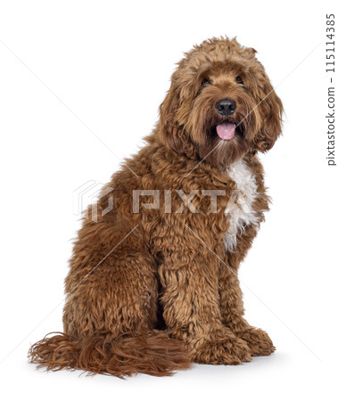 Labradoodle dog on white background 115114385