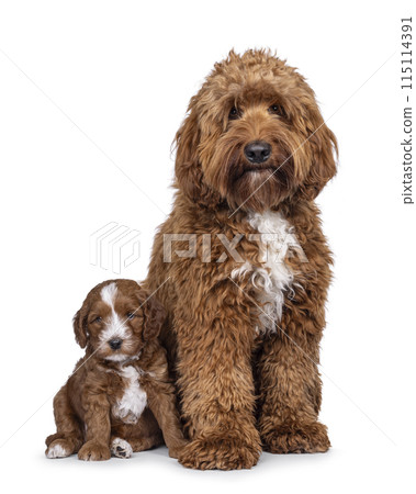 Labradoodle dog on white background Labradoodle dog on white background 115114391