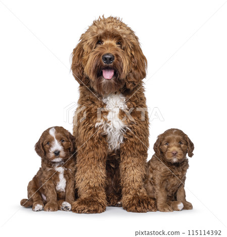 Labradoodle dog on white background Labradoodle dog on white background 115114392