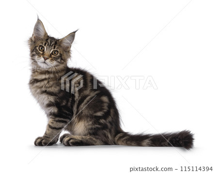 Maine Coon cat kitten on white Maine Coon cat kitten on white 115114394