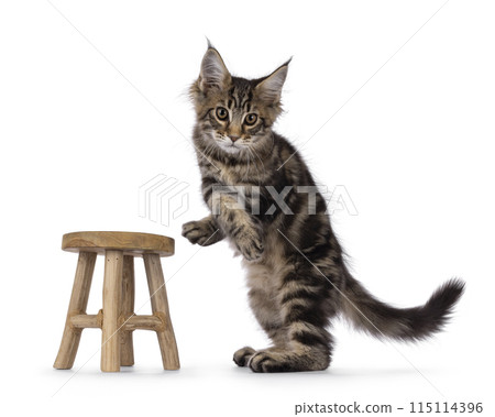 Maine Coon cat kitten on white Maine Coon cat kitten on white 115114396