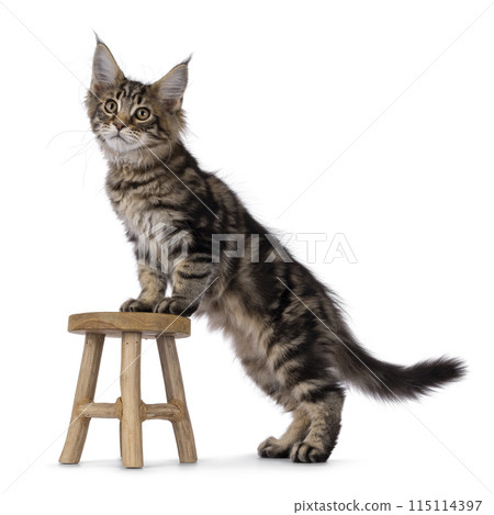 Maine Coon cat kitten on white Maine Coon cat kitten on white 115114397