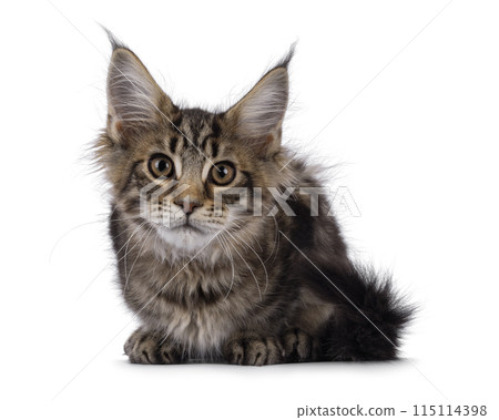 Maine Coon cat kitten on white Maine Coon cat kitten on white 115114398
