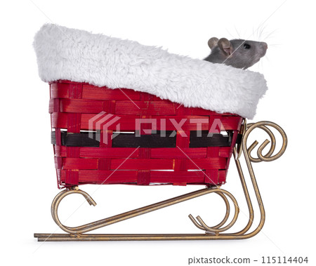 Christmas rat on white background 115114404