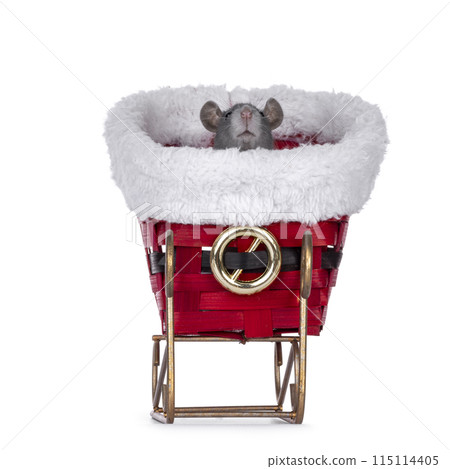 Christmas rat on white background 115114405